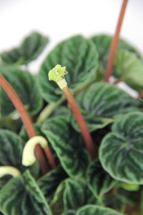 Peperomia lilian - Large