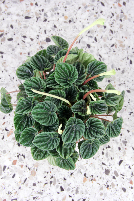 Peperomia lilian - Large