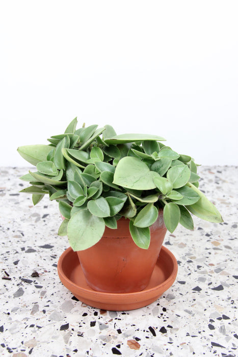 Peperomia pixie lime