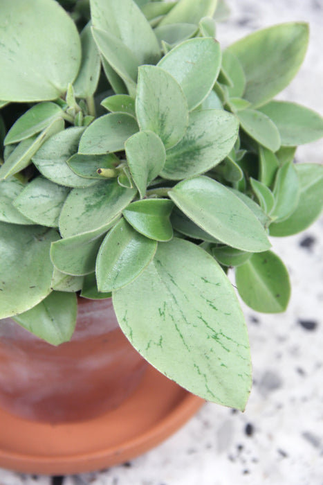 Peperomia pixie lime