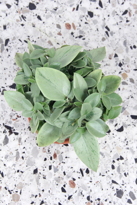 Peperomia pixie lime