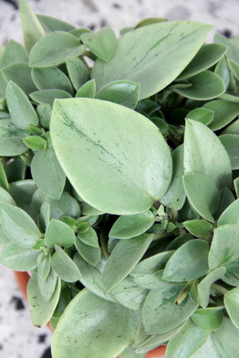 Peperomia pixie lime
