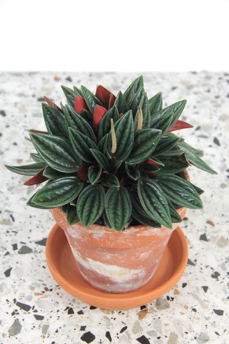 Peperomia caperata rosso