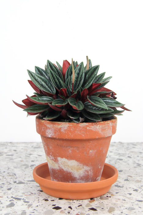 Peperomia caperata rosso