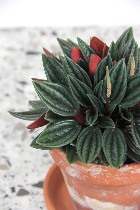 Peperomia caperata rosso