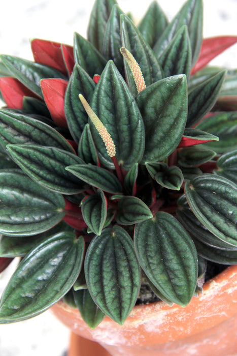 Peperomia caperata rosso