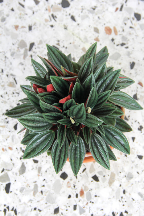 Peperomia caperata rosso