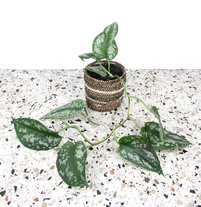 Scindapsus pothos pictus argyraeus - feuilles XL