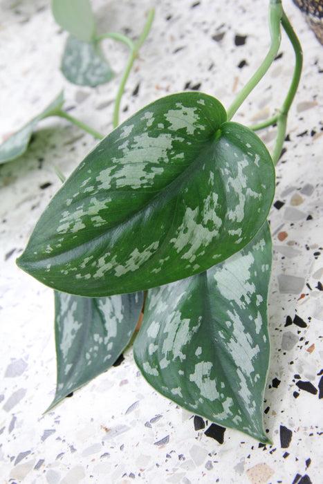 Scindapsus pothos pictus argyraeus - feuilles XL