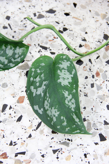 Scindapsus pothos pictus argyraeus - feuilles XL