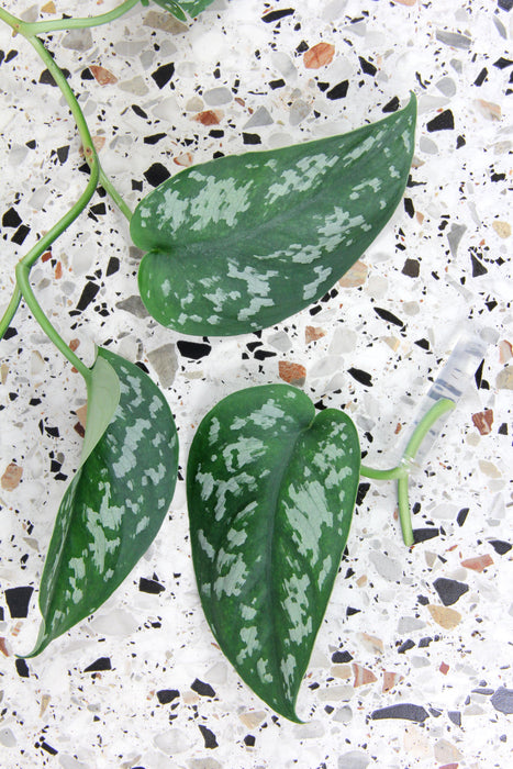 Scindapsus pothos pictus argyraeus - feuilles XL