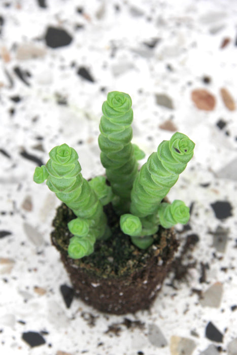 Crassula marnieriana hottentot