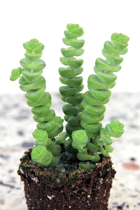 Crassula marnieriana hottentot