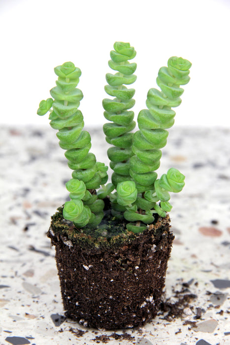 Crassula marnieriana hottentot