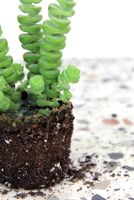 Crassula marnieriana hottentot