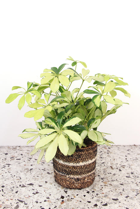 Schefflera arboricola mélanie