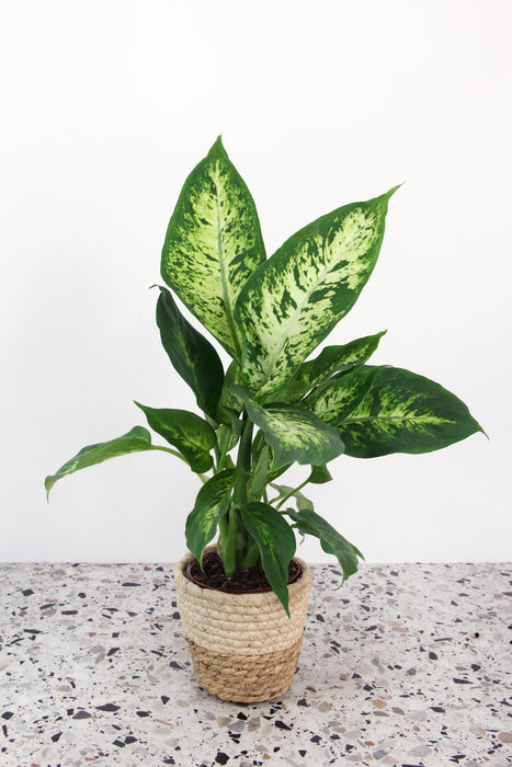Dieffenbachia compacta
