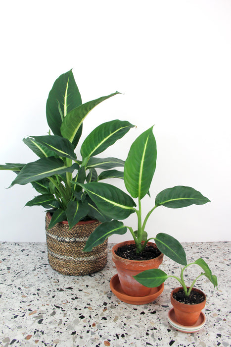 Dieffenbachia white flame