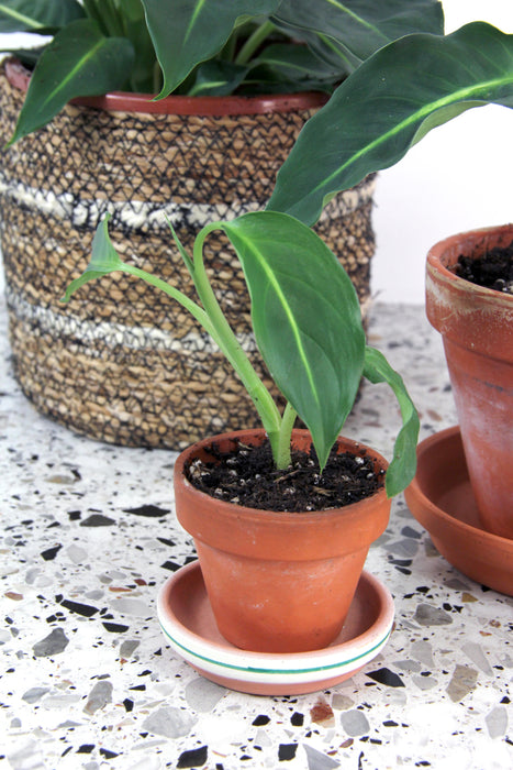 Dieffenbachia white flame