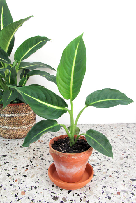 Dieffenbachia white flame