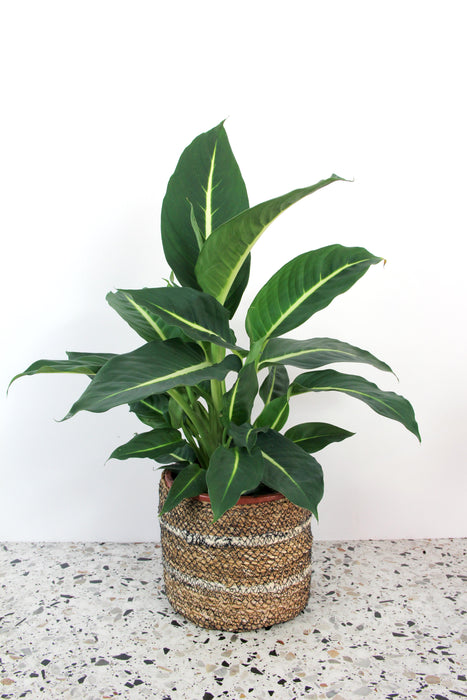 Dieffenbachia white flame