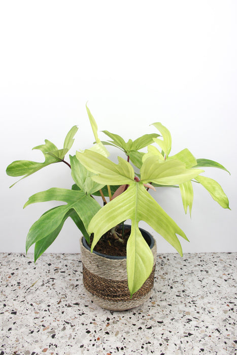 Philodendron florida ghost - Large