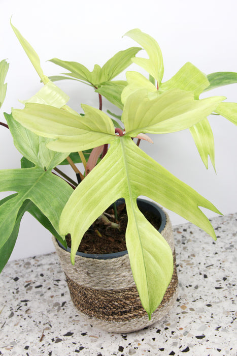 Philodendron florida ghost - Large