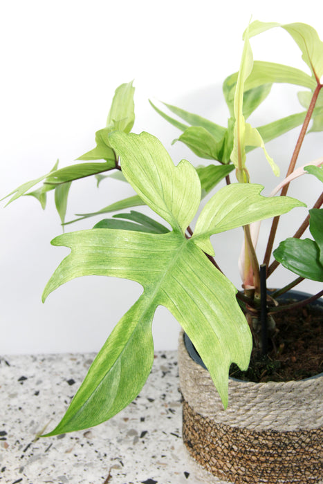Philodendron florida ghost - Large