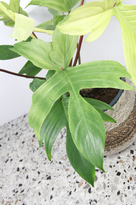 Philodendron florida ghost - Large