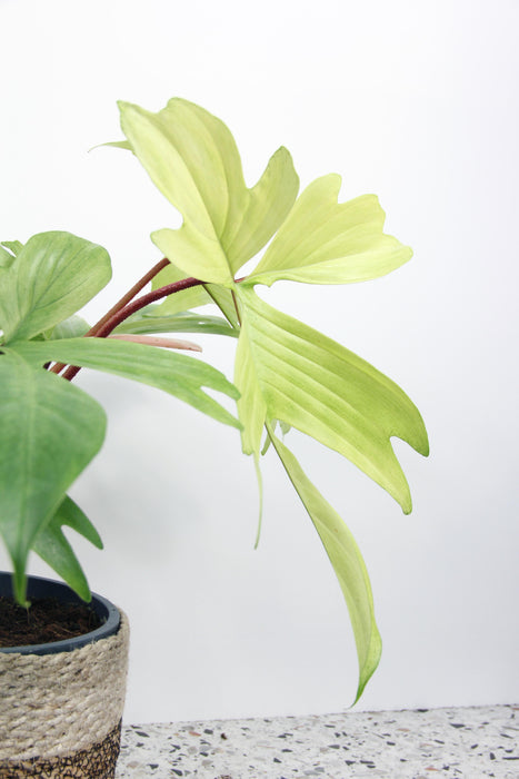 Philodendron florida ghost - Large