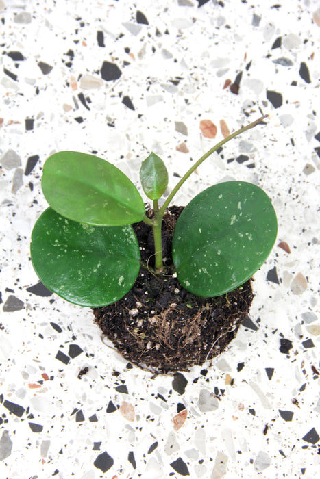 Hoya obovata splash