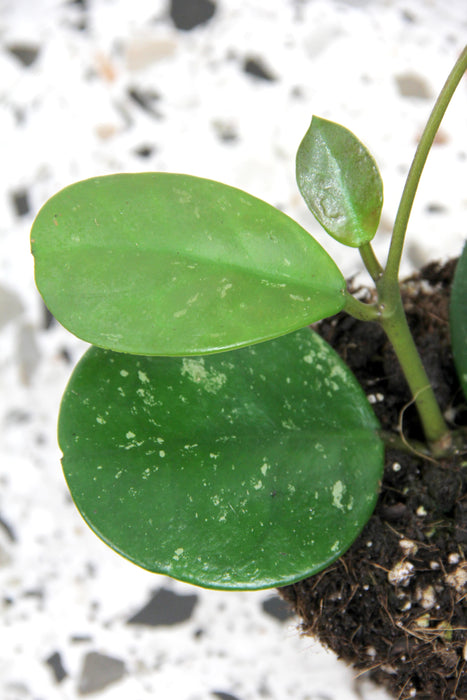 Hoya obovata splash