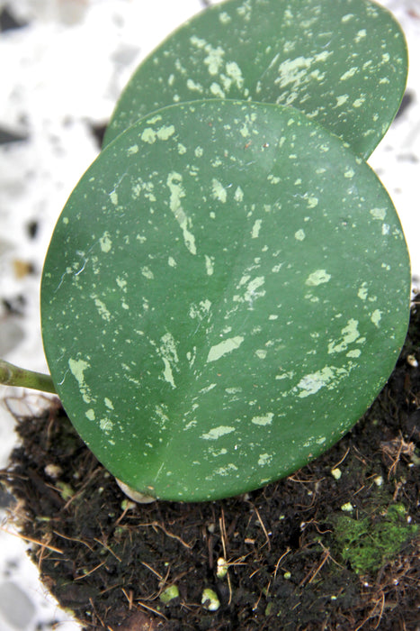 Hoya obovata splash