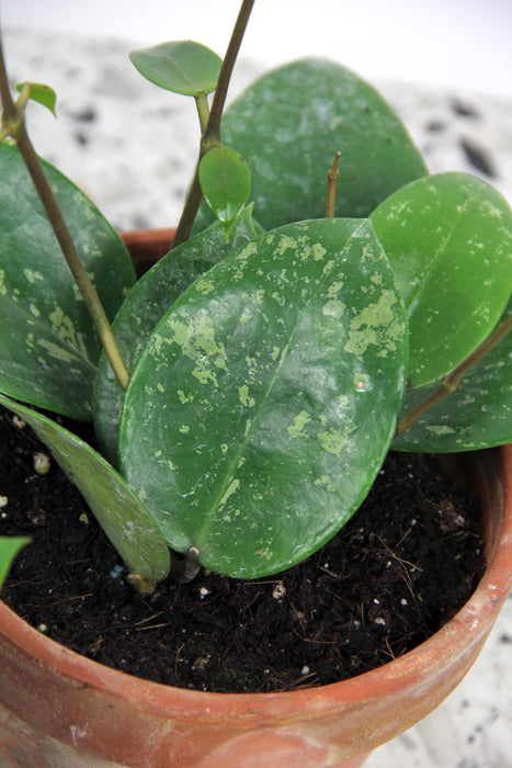 Hoya parasitica splash