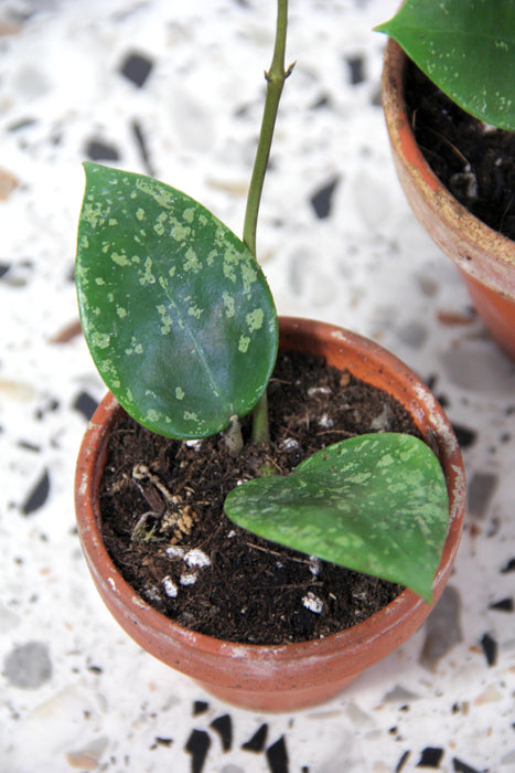 Hoya parasitica splash