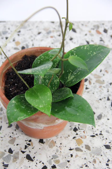 Hoya parasitica splash