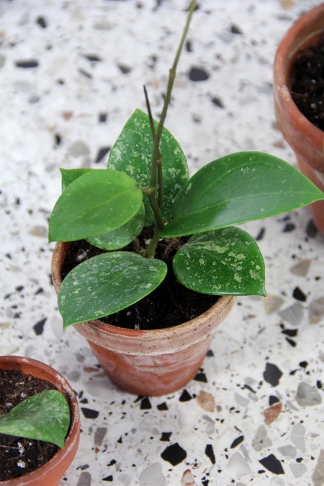 Hoya parasitica splash