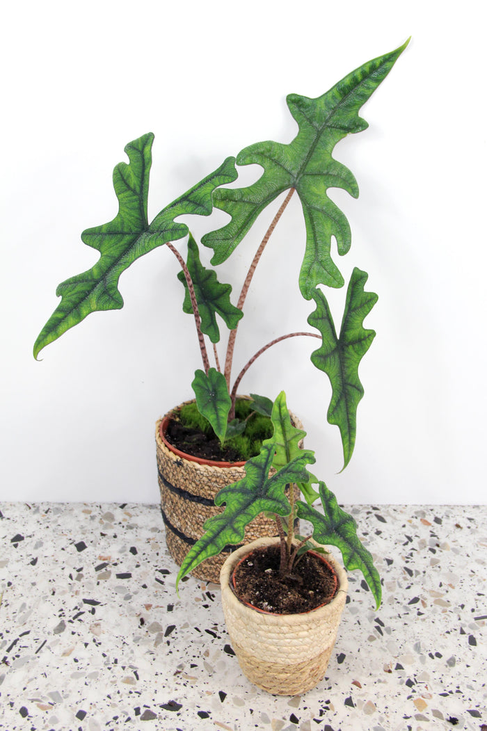 Alocasia
