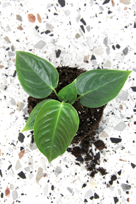 Anthurium veitchii