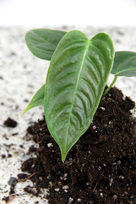 Anthurium veitchii