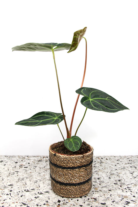 Anthurium regale