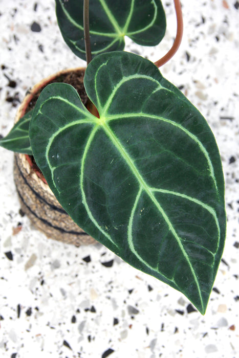 Anthurium regale