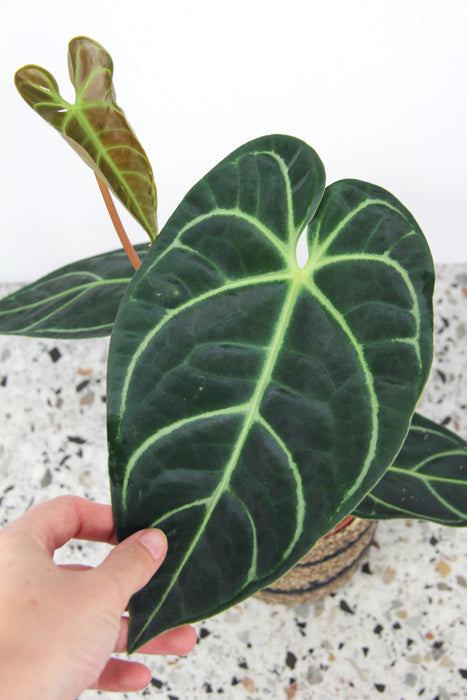 Anthurium regale