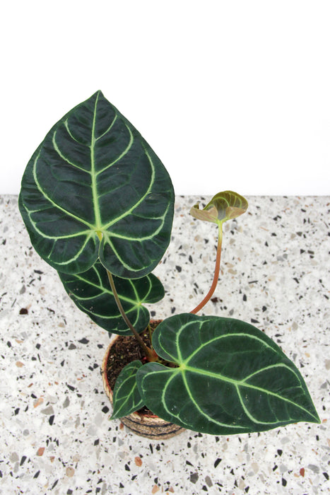 Anthurium regale