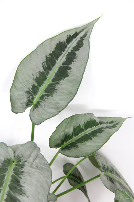 Schismatoglottis motleyana
