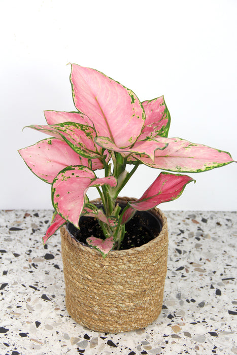 Aglaonema pink jili