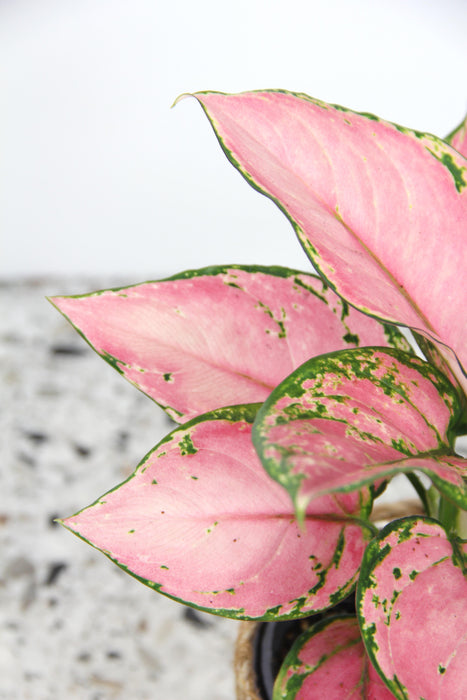 Aglaonema pink jili