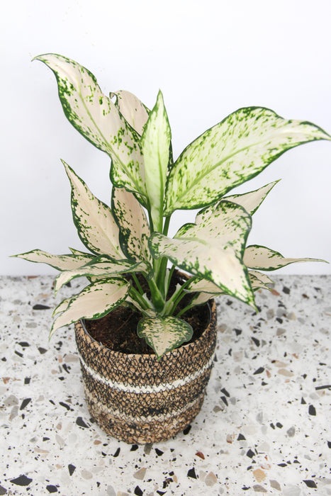 Aglaonema vanilla baby