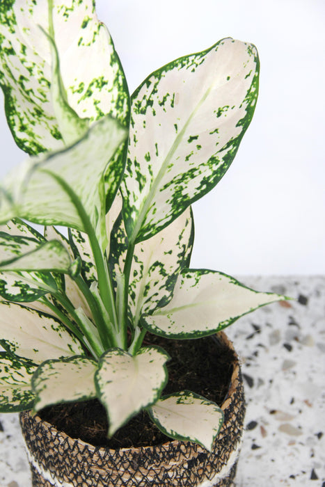 Aglaonema vanilla baby