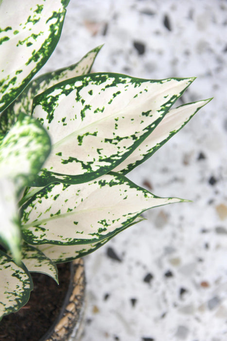 Aglaonema vanilla baby